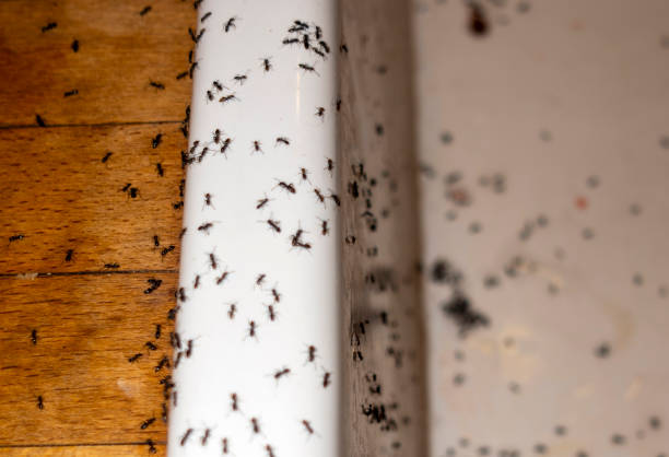 Best Affordable Pest Control Services  in Pacheco, CA